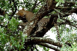 Kruger leopard 