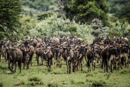 Wildebeest herd 