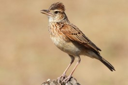 Rufous-naped Lark  by Derek Keats