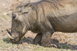 Warthog  by Tambako The Jaguar