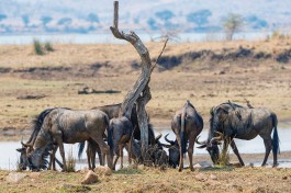 Wildebeest in Pilanesberg  by Tambako The Jaguar