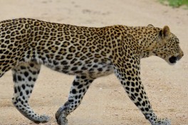 Kruger leopard  by Bernard Dupont