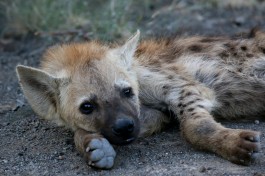 Kruger hyena 