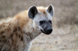 Kruger hyena  by Flowcomm