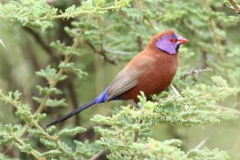 Violet-eared waxbill  by Derek Keats