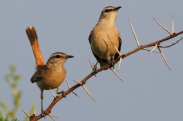 Kalahari scrub robin  by Derek Keats