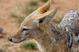 Pilanesberg jackal  by Derek Keats