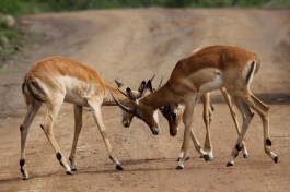 Impalas in Pilanesberg  by Derek Keats