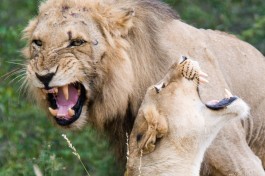 Lions of Kruger  by Chris Eason