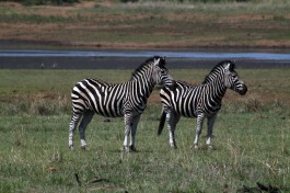 Pilanesberg zebras  by Flowcomm