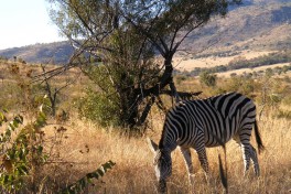 Pilanesberg zebra  by Jonathan Michael Peel