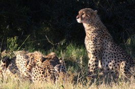 Cheetahs in Pilanesberg  by Derek Keats
