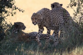 Pilanesberg cheetah  by Derek Keats