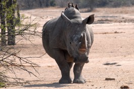 Kruger Park rhino  by F Mira