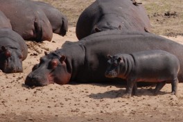 Kruger hippos  by F Mira