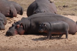 Kruger hippo 