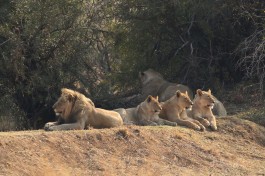 Pilanesberg lions  by Derek Keats