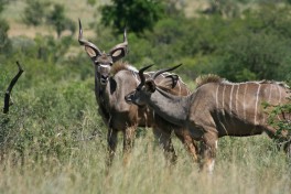 Kudus in Pilanesberg  by Gordon Flood