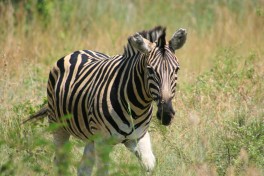 Pilanesberg zebra  by Gordan Flood