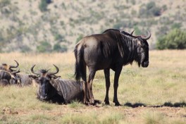 Wildebeest  by Derek Keats