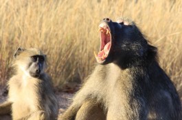 Baboons  by Derek Keats
