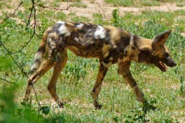 African wild dog  by Bernard Dupont