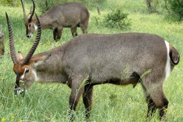 Waterbuck  by Bernard Dupont