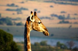 Pilanesberg giraffe  by Romain Cloff