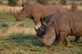Pilanesberg rhinos  by Robert Nyman