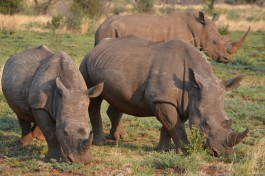 Pilanesberg rhinos  by Robert Nyman