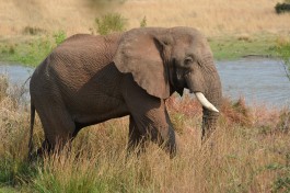 Elephant in Pilanesberg  by Robert Nyman