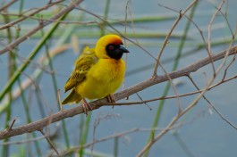 Southern Masked Weaver   by Bernard Dupont