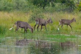 Pilanesberg waterbuck  by Bernard Dupont