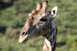 Pilanesberg giraffe  by Flowcomm