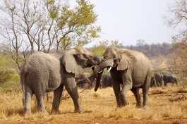 Kruger elephants  by Adam Dimmick