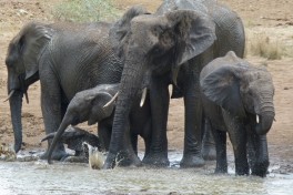 Pilanesberg elephant herd  by Bernard Dupont