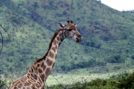 Pilanesberg giraffe  by Laura