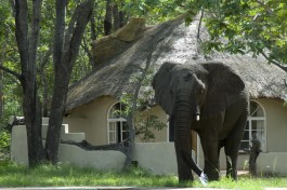 Elephant at Sable Sands 