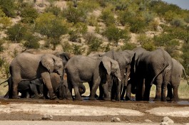 Etosha elephant herd 