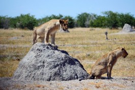 Etosha lions 