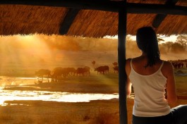 Buffalo herd at sunset 