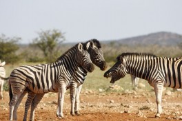 Etosha wildlife 