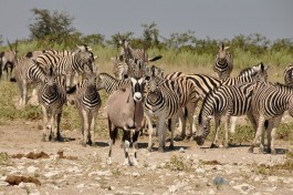 Etosha game 