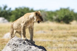 Etosha lions 
