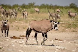 Etosha oryx 