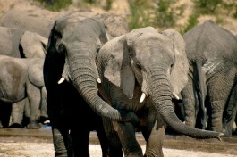Etosha elephants 