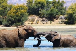 Elephants  by Lisa Kytosaho