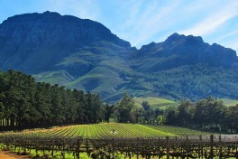 Stellenbosch vineyard  by Dave Bezaire