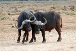 Cape Buffalos at Inverdoorn 