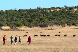 Bush walk mara porini  large 